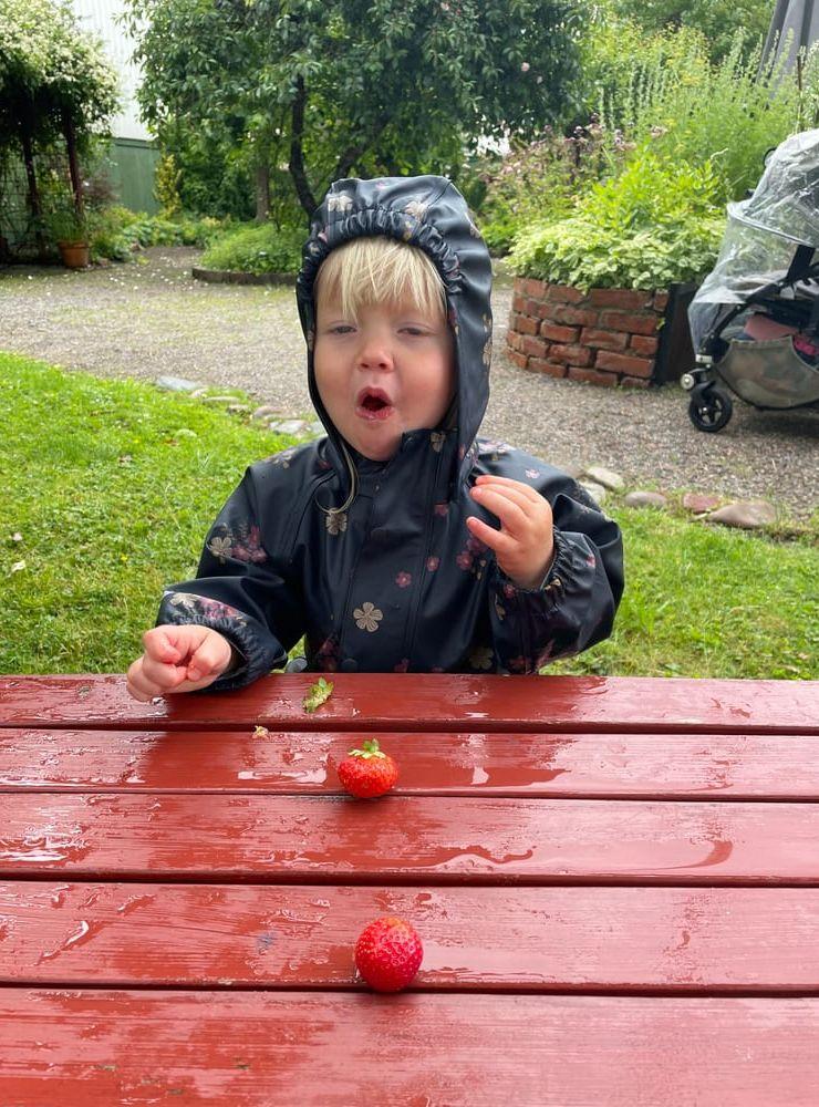 Mitt barnbarn Leah Elm Grundén njuter av regn och jordgubbar i Sinnenas Trädgård, Marstrand. 6 juli 2024