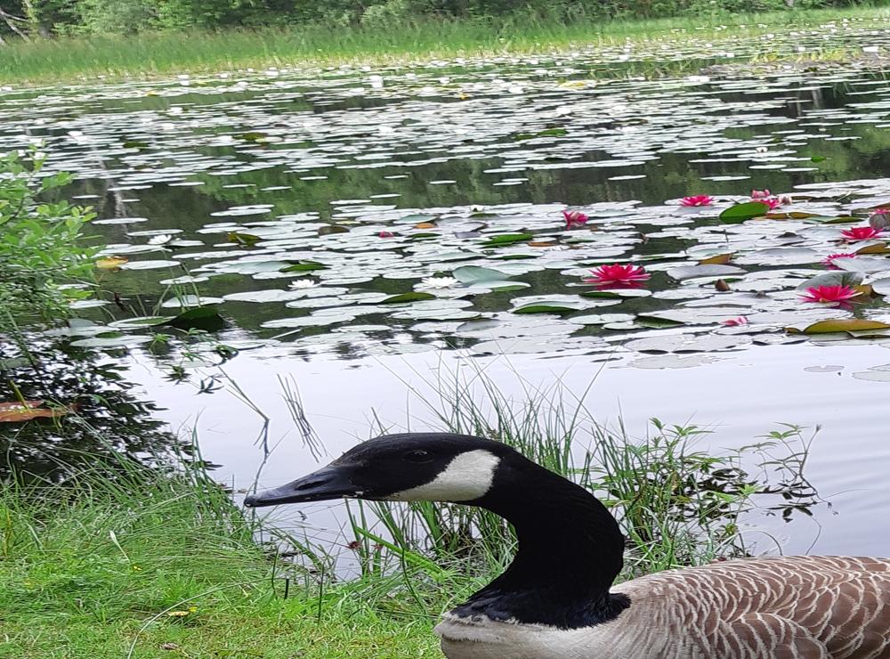 Bilden är tagen den 26 juni vid Valbergsdammen med en gås och röda näckrosor i bakgrunden.