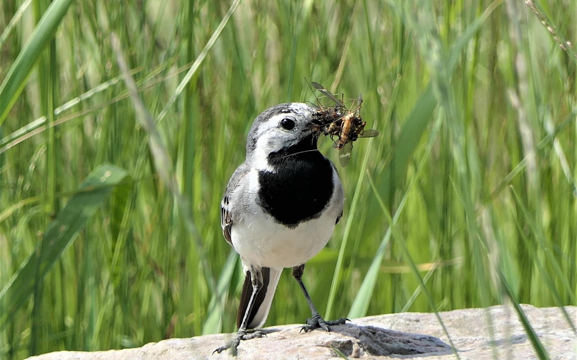 Sädesärlan har samlat mycket mat till sina hungriga ungar. 13 juni i Skålldal, Kode. Bild: Stig Svensson 