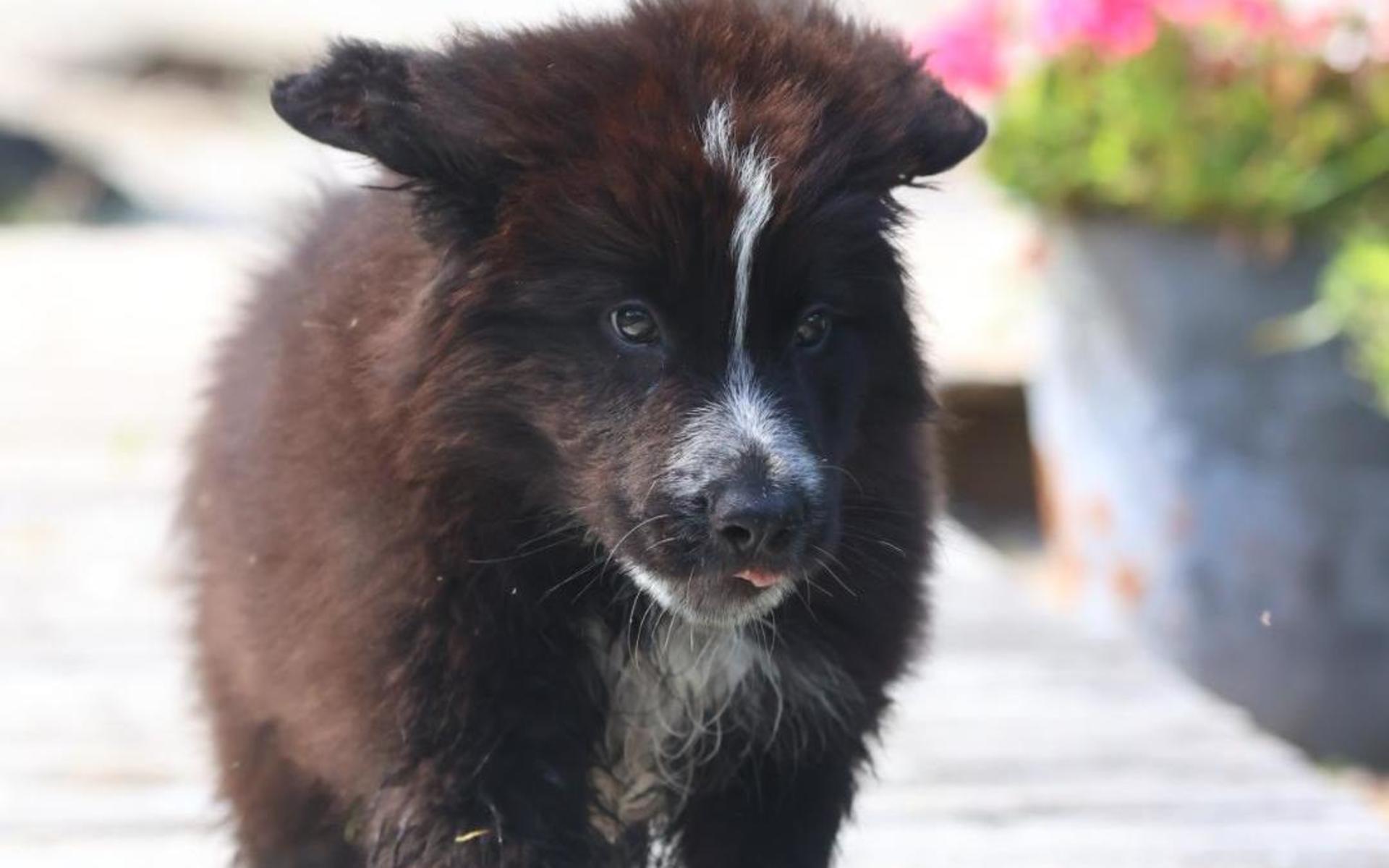 Lilla sötnosen Attila, nio veckor, springer på äventyr i Svartedalen. Bild: Caroline Cederschiöld Jansson